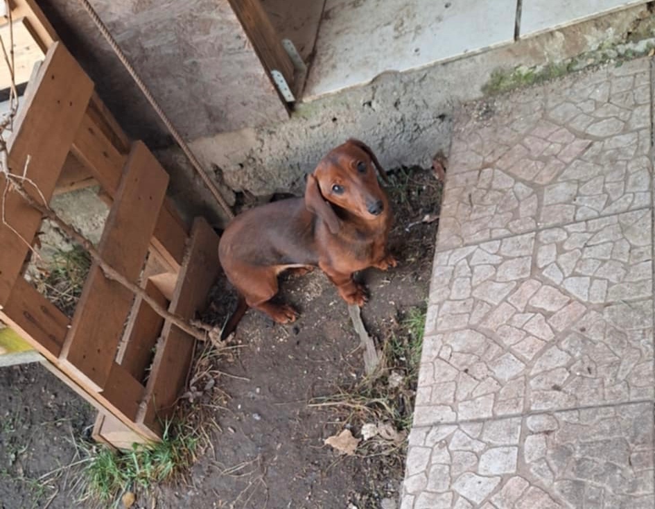 Jazvečík krátkosrstý - 2