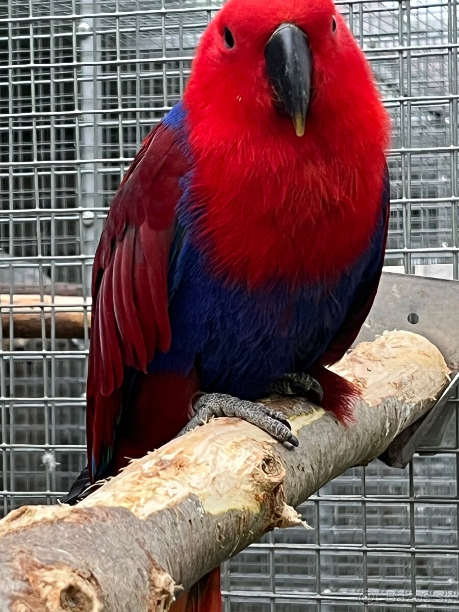 Samica eklektus polychloros - 2