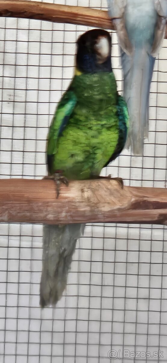 Barnard limcový - 2