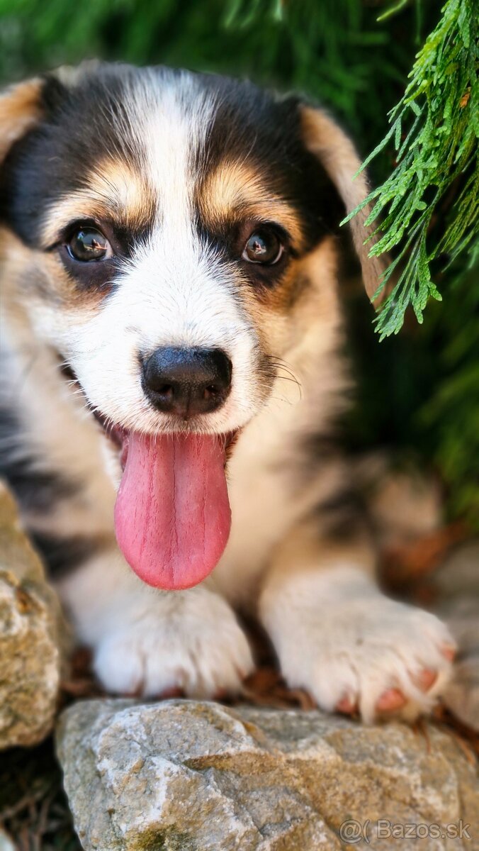 Welsh Corgi Pembroke - 2
