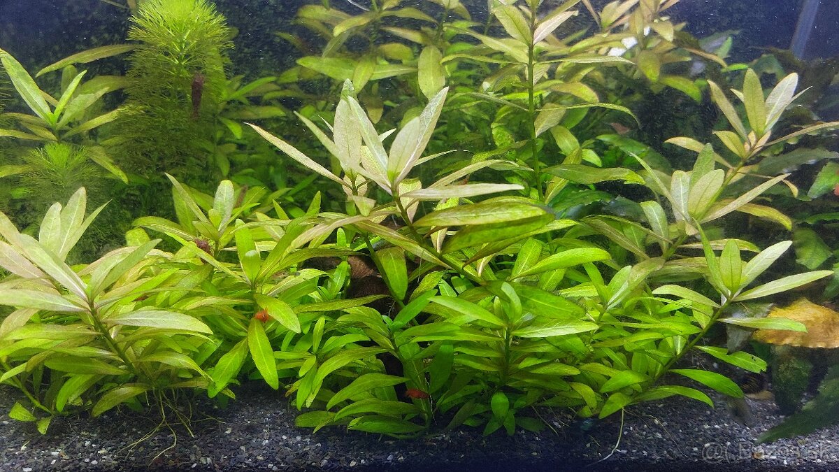 Hygrophila polysperma 10ks za 3€ - 2