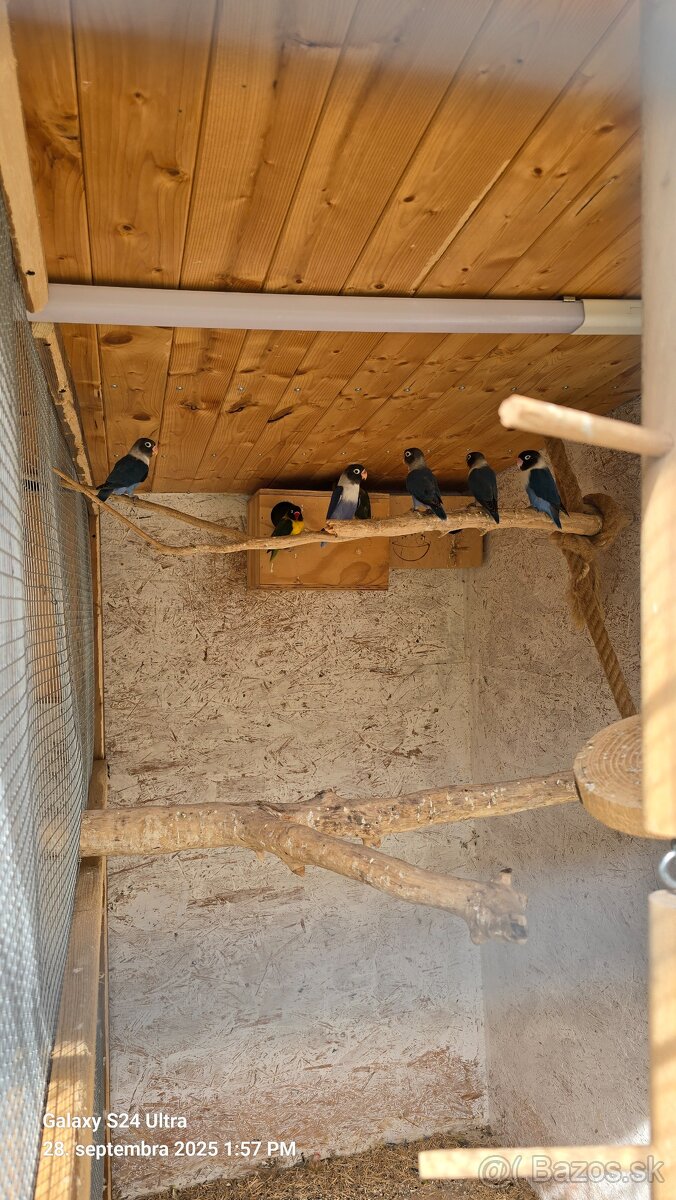 Agapornis škraboškový - 2