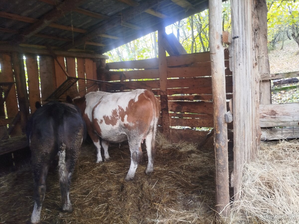 Predám kravu aj s telatom - 2