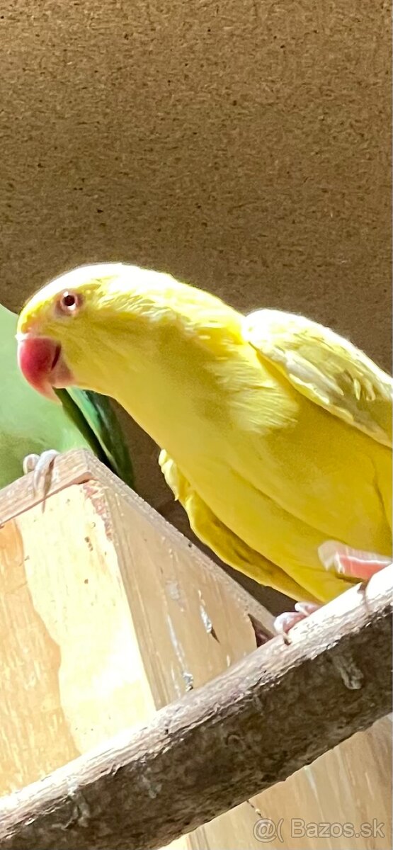 samica alexander maly lutino - 2