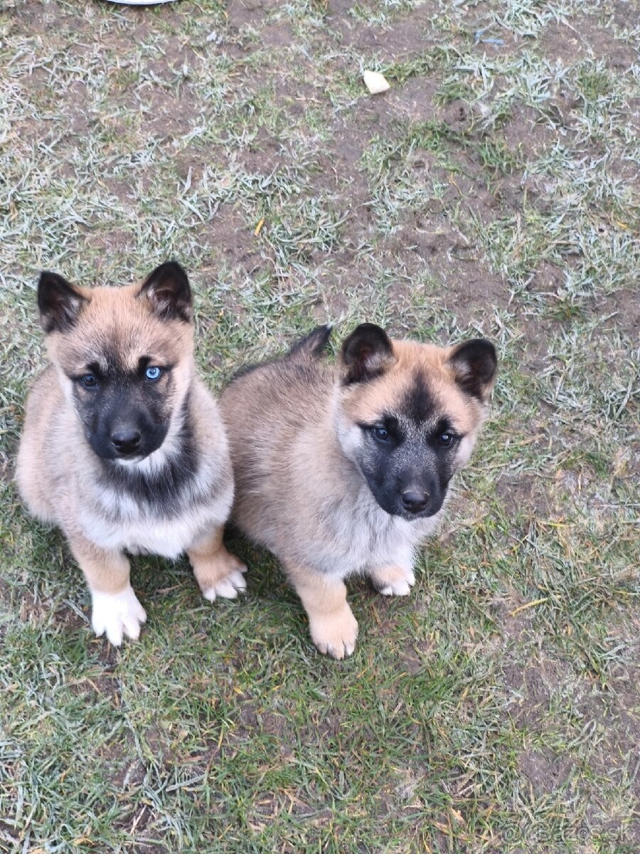 Predám šteniatka - 2