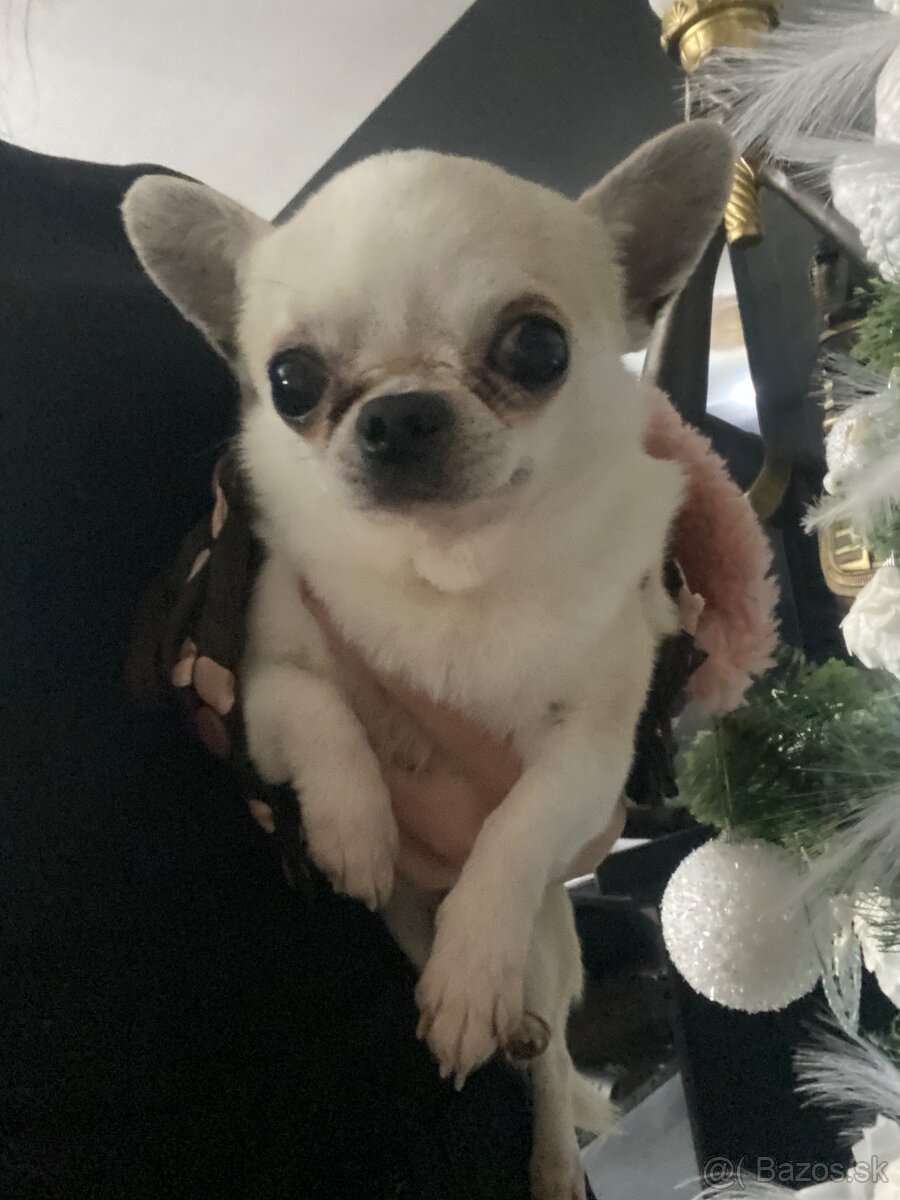 Čivava , mini čevava , civava , , mini čivavy , - 2