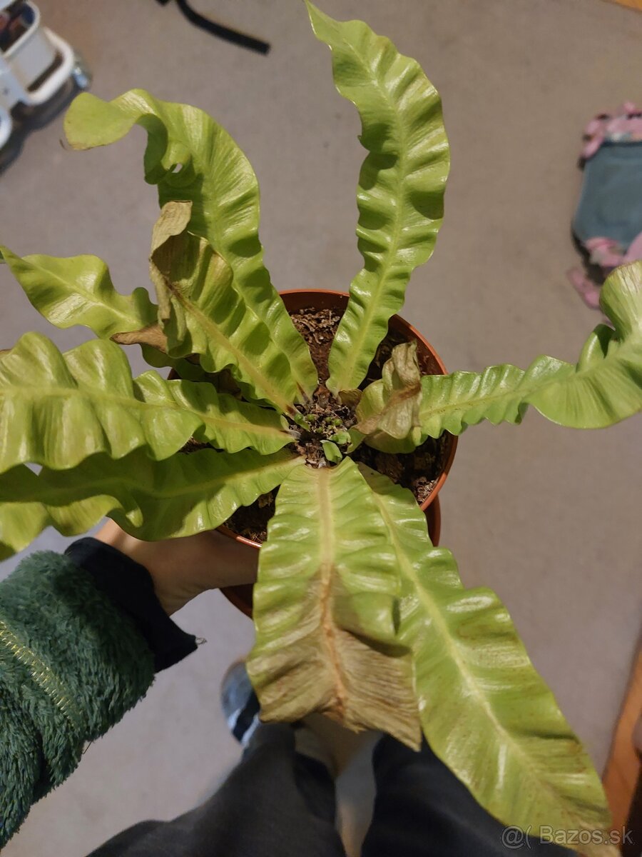 Darujem za odvoz - 2