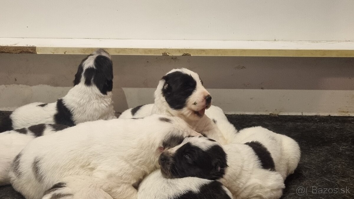 Stredoázijský ovčiak - šteniatka s PP - 2