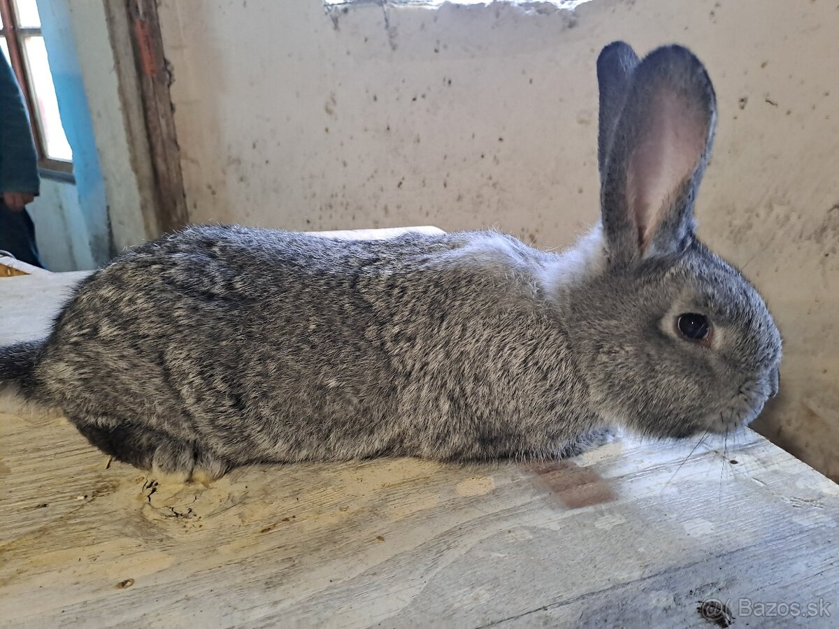 Činčila veľká - 2