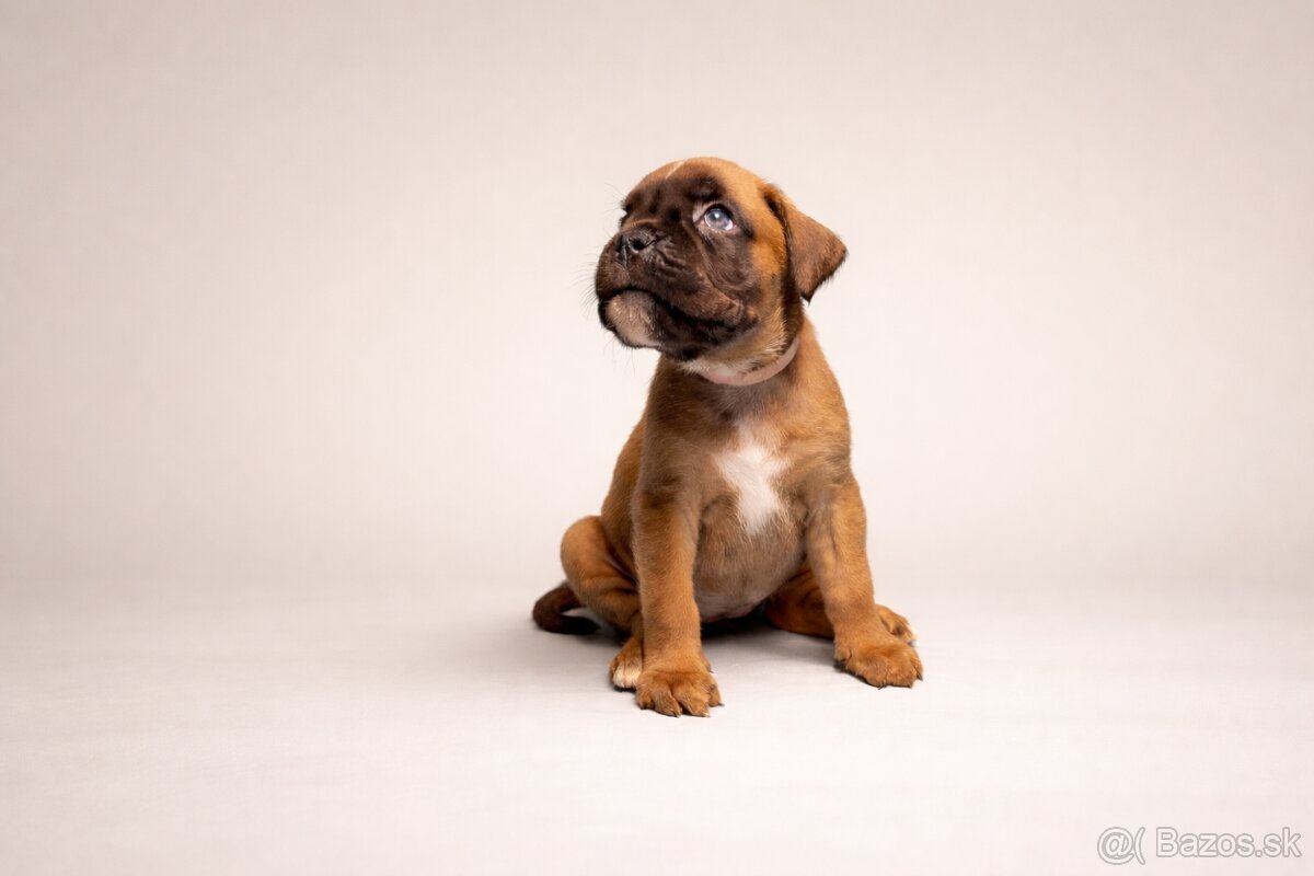 Nemecký boxer - predaj šteniatok - 2