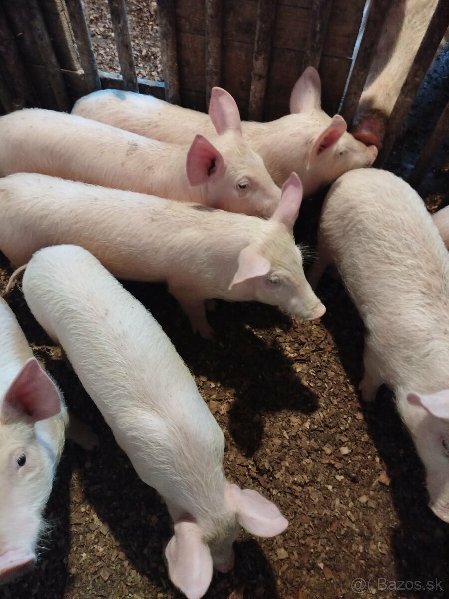 Predám odstavčata - 2