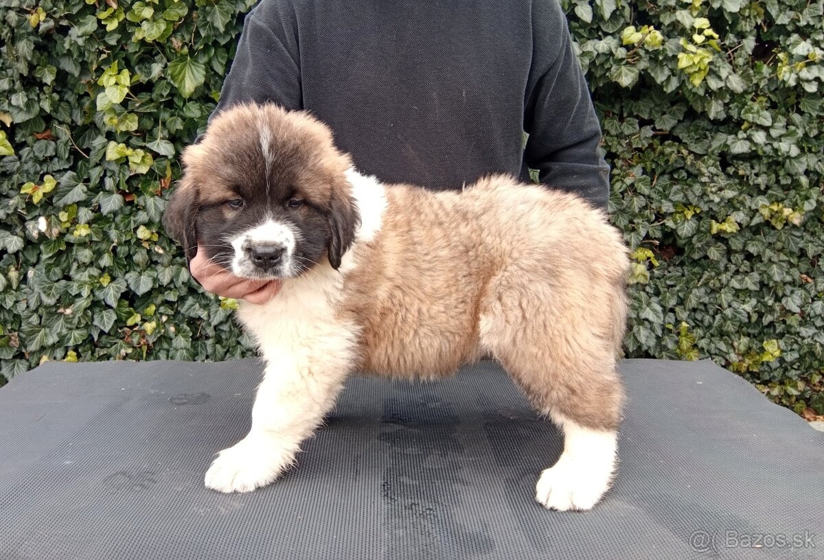 Moskovský strážny pes - Bajnok - 2