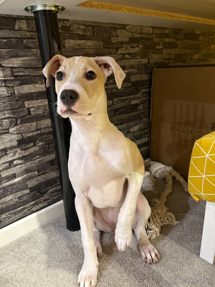 4 - mesačná fenka Stafforda - 2