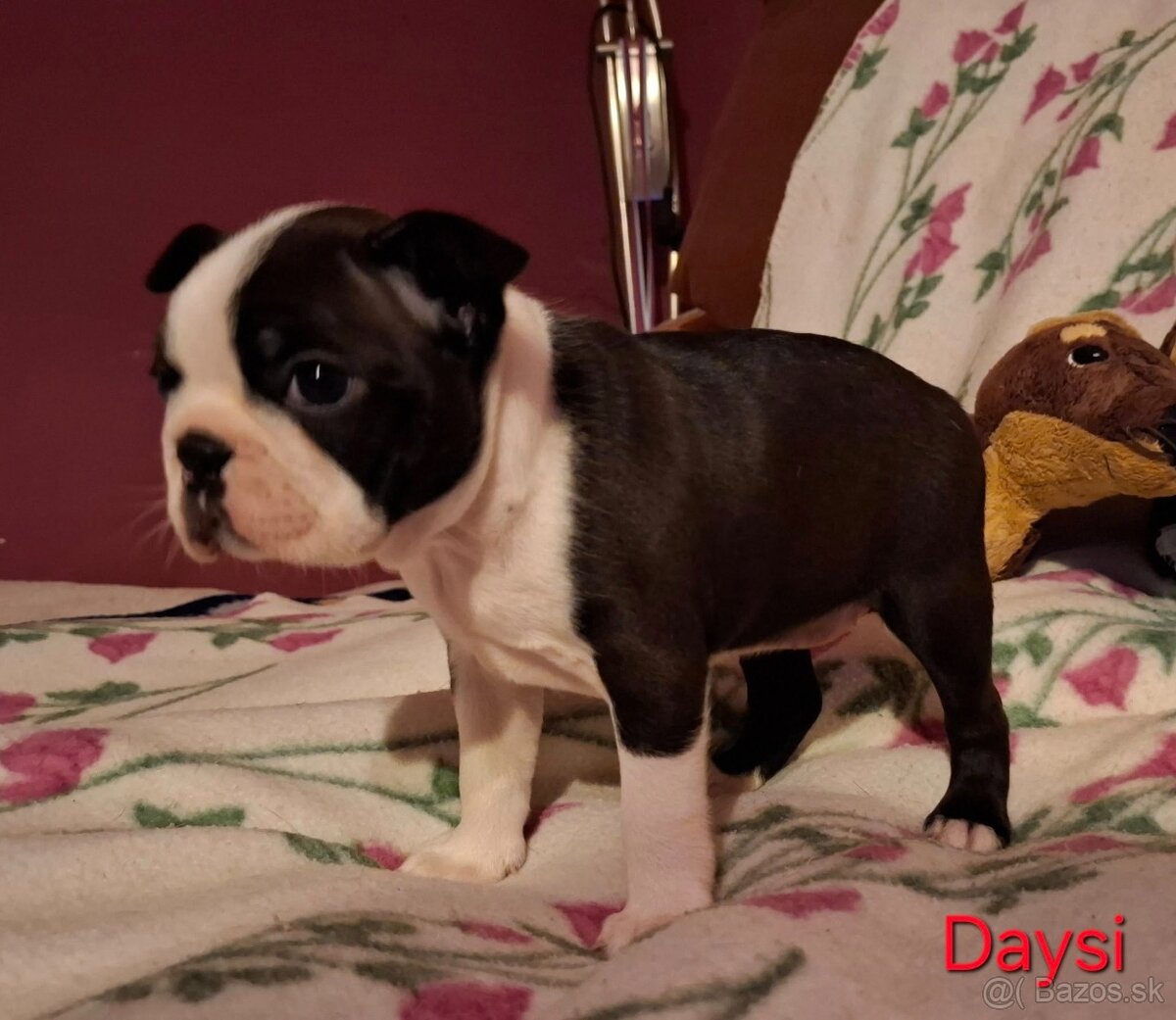 Boston,Bostonský teriér,Boston Terrier s PP - 2