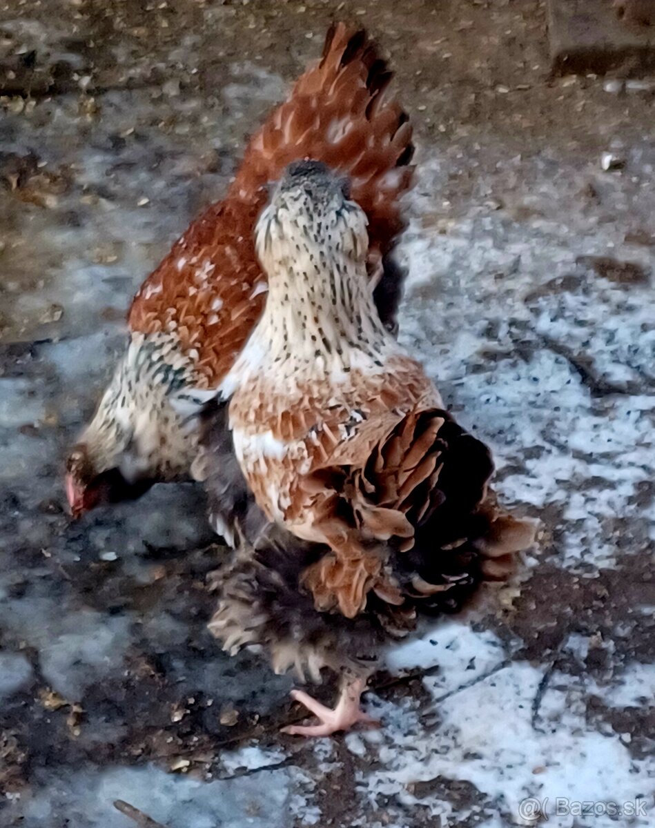 Mládky a kohút - 2