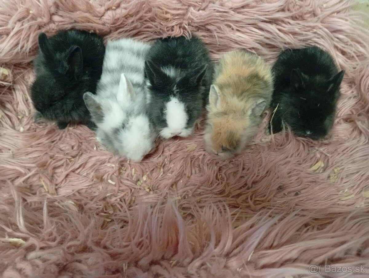 Zakrslé zajačiky - 2