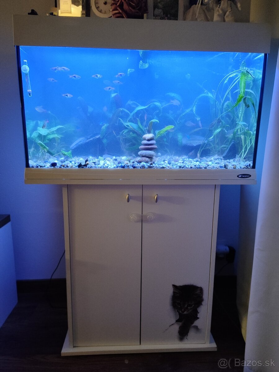 Akvárium - 2