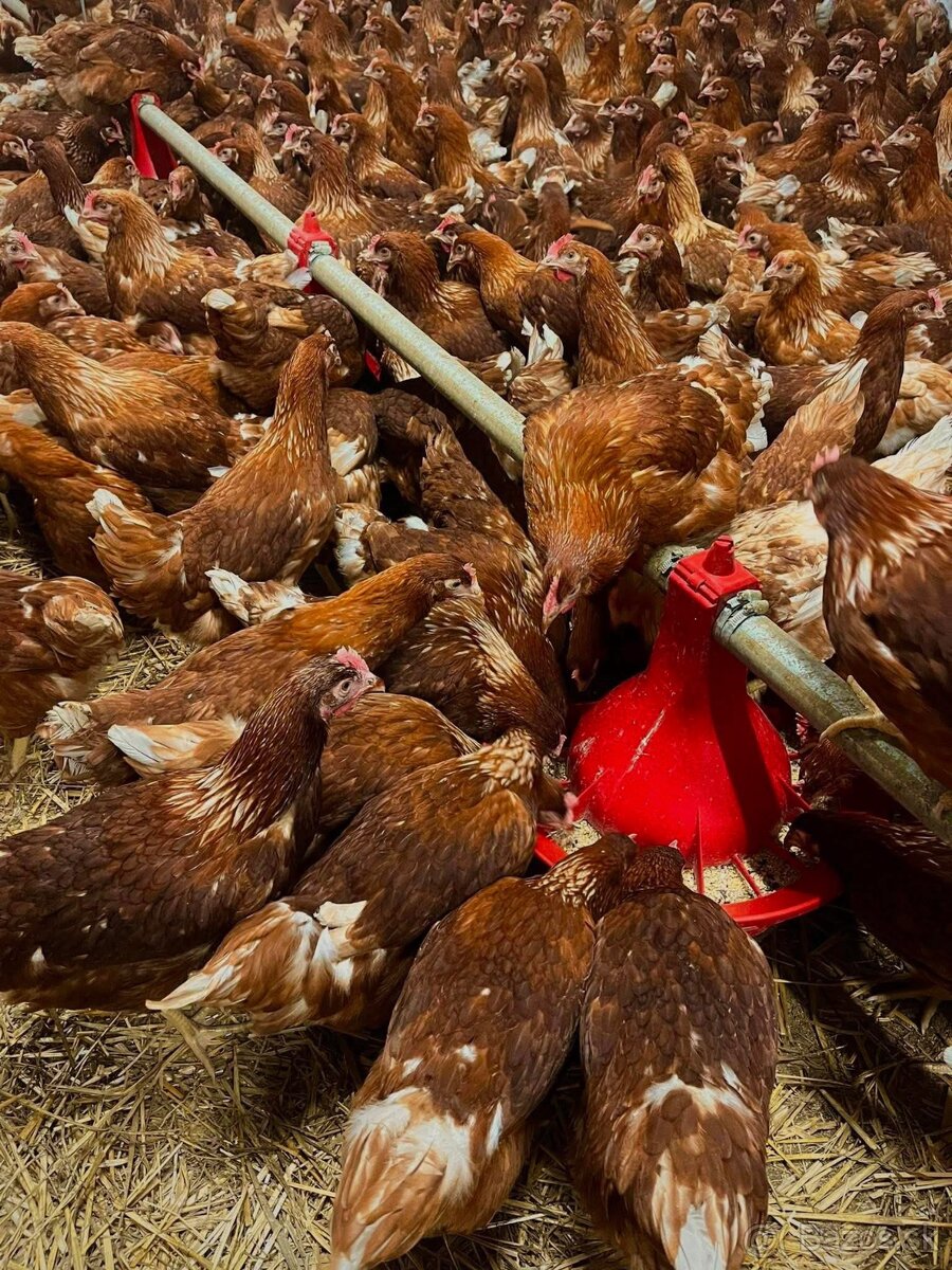 Mládky pred znáškou - 2