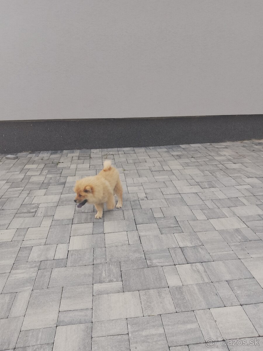 Predám Chow chow - 2