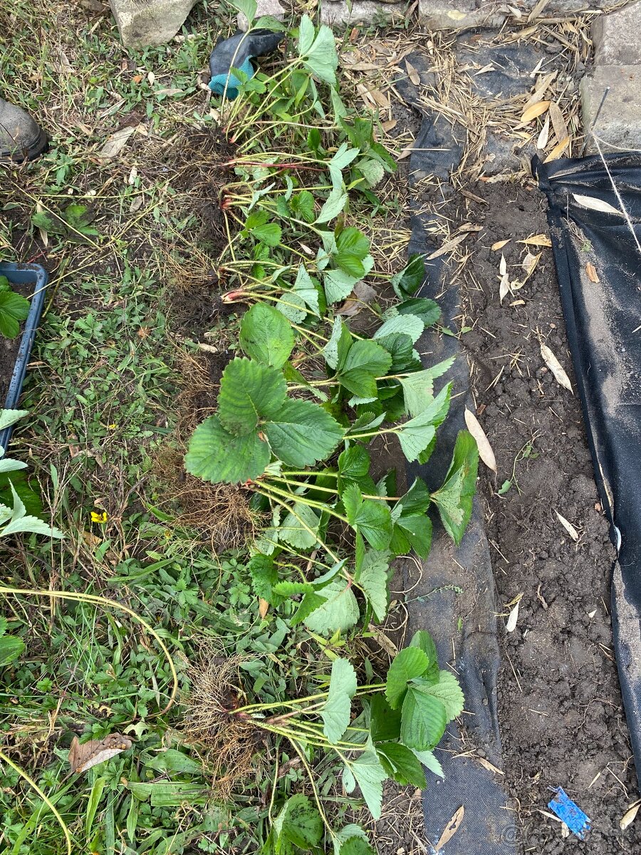 Predám sadenice jahôd - stáleplodiace - 2