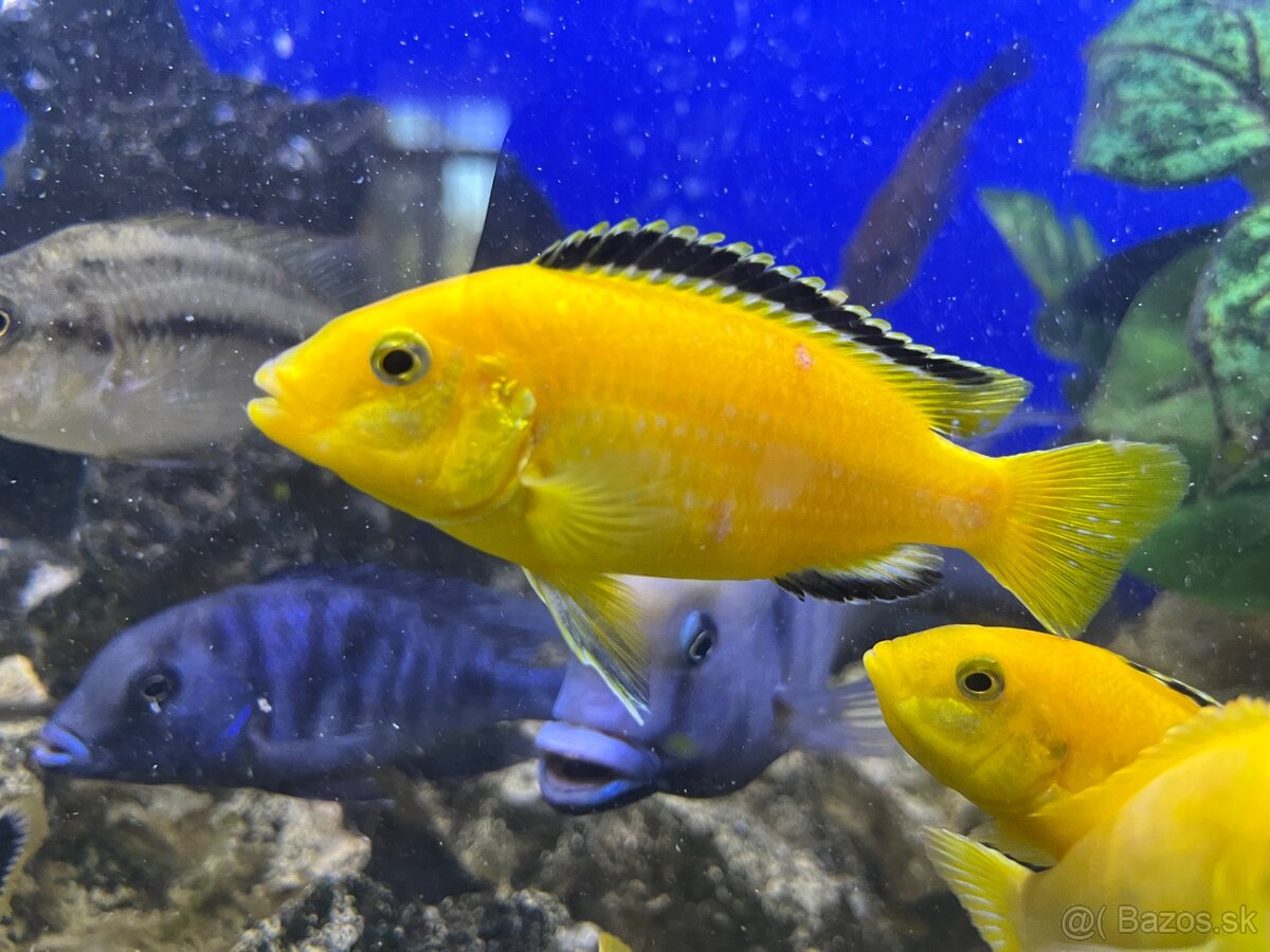 Africké Cichlidy - 2
