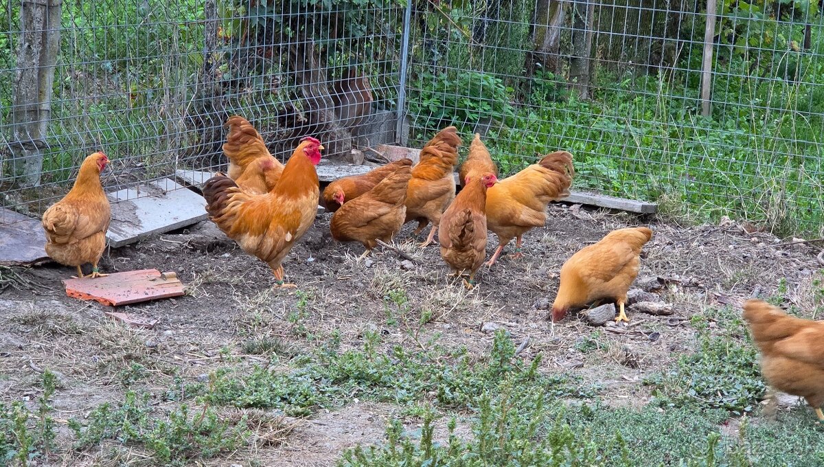 Oravka zdrobnelá - 2