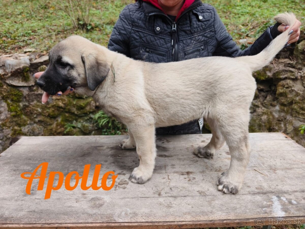 Kangal šteniatka s PP - 2