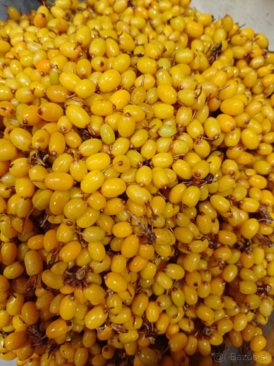 Rakytník mrazený ,sušený - 2