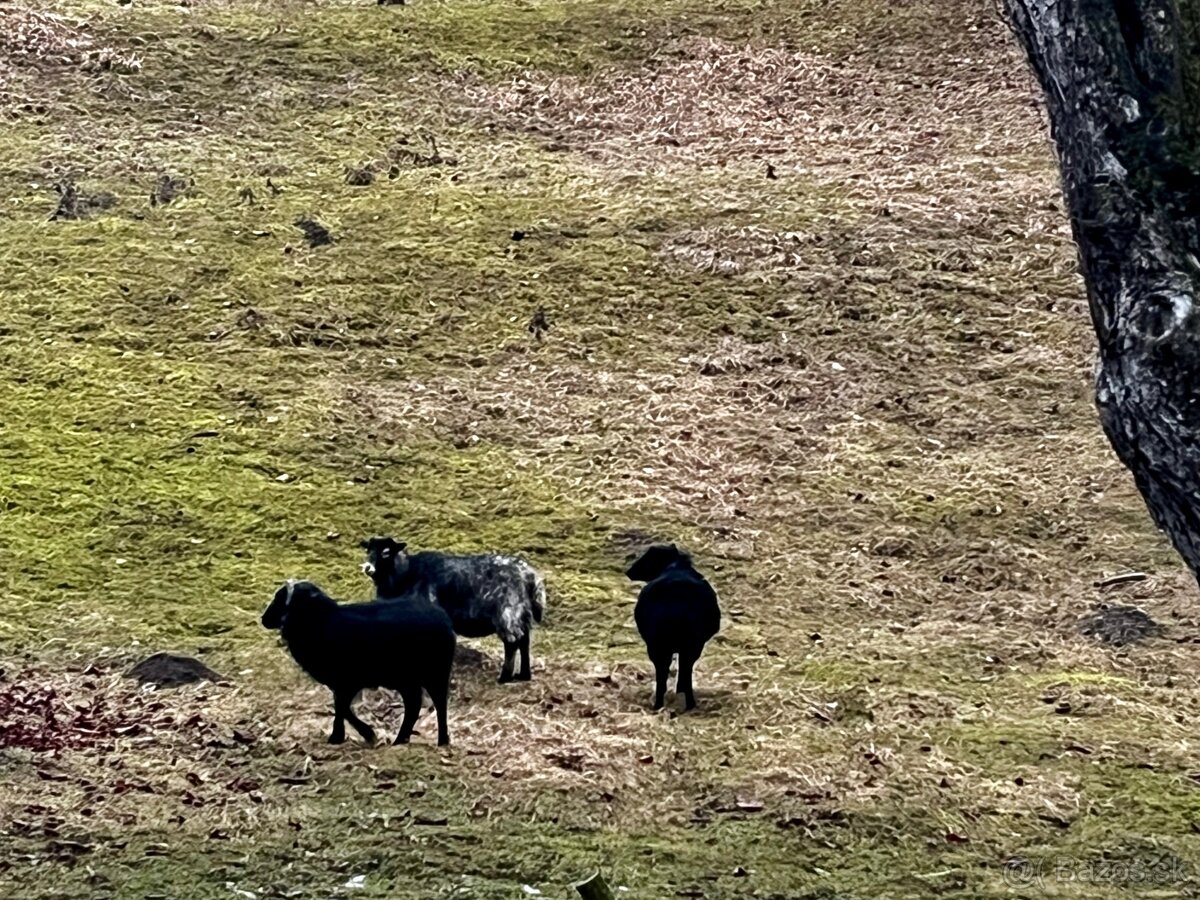 QUESSANTSKÉ MINI OVCE - 2