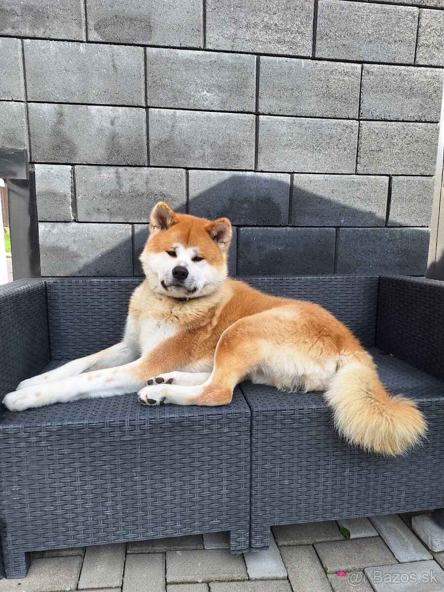 Akita Inu - 2