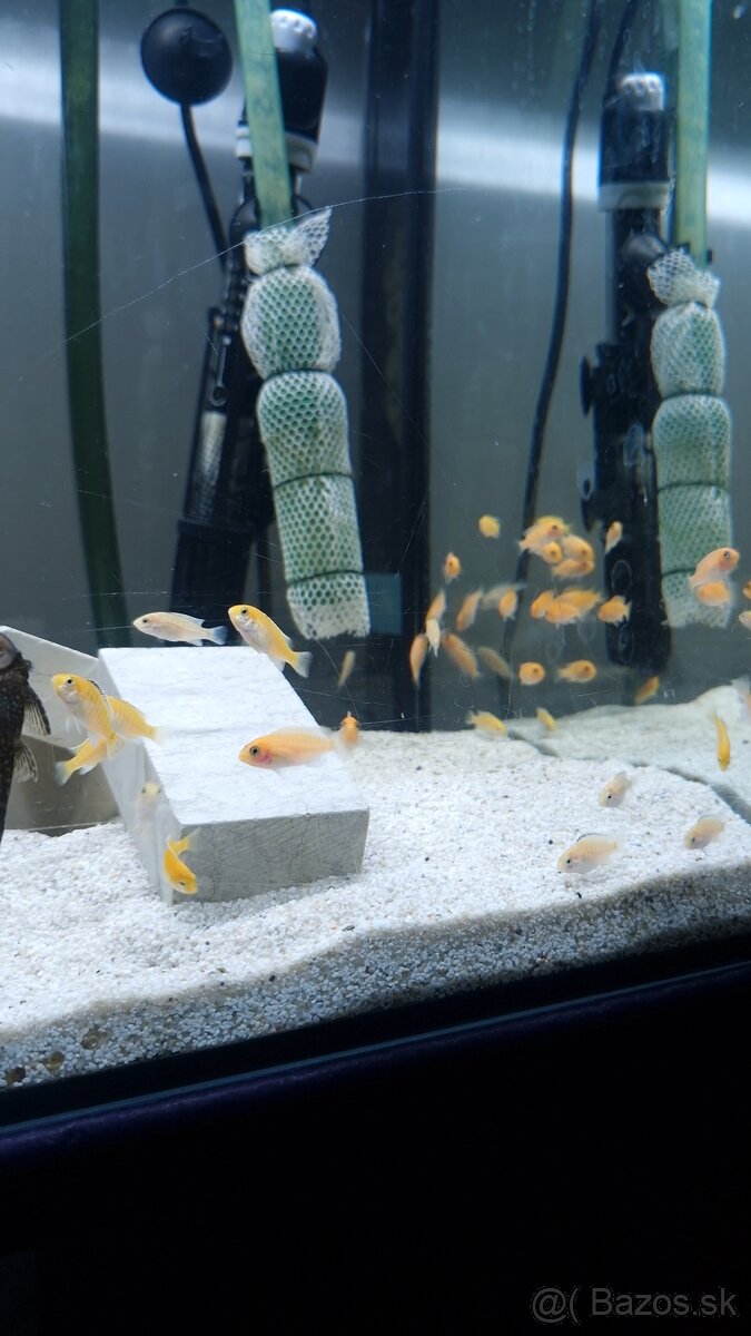 Malawi Africké cichlidy - 2