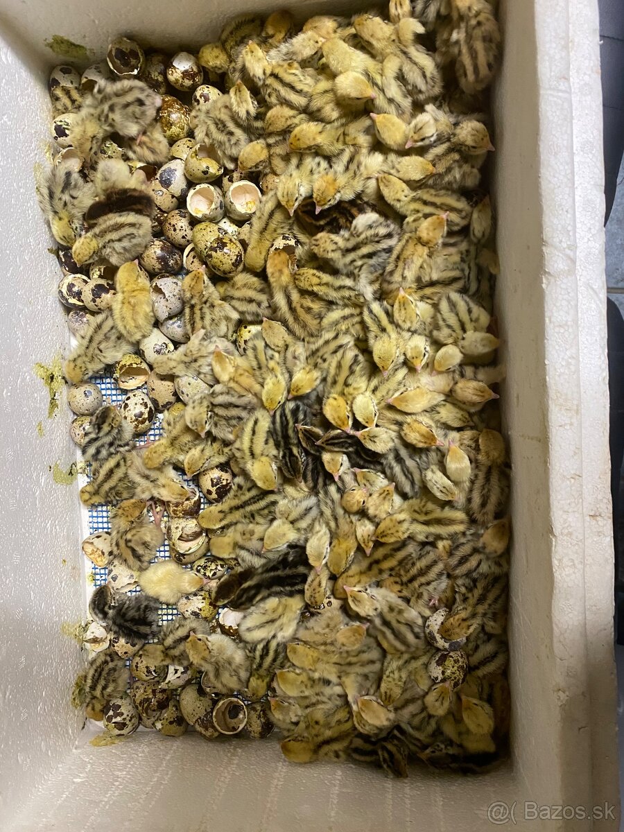 Japonské prepelice - 2