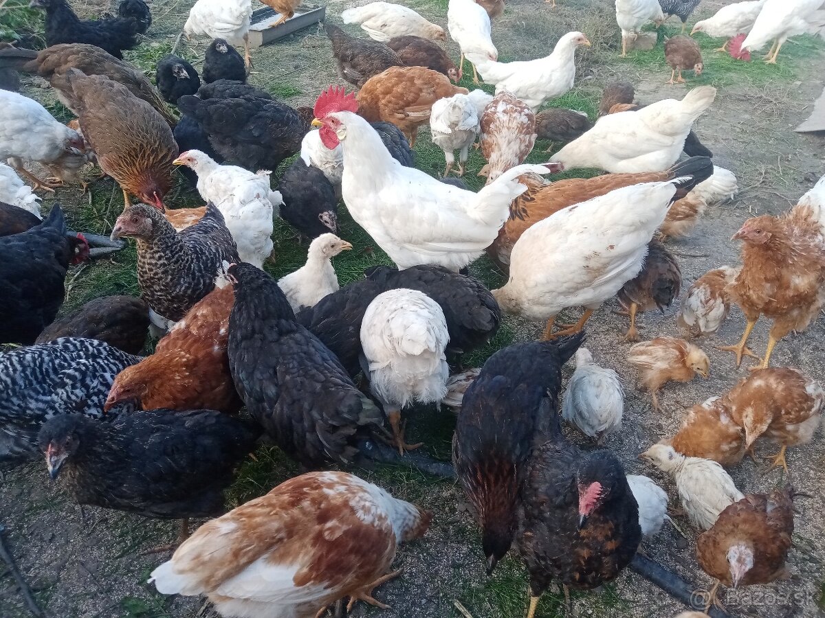 Predám domáce kohuty - 2