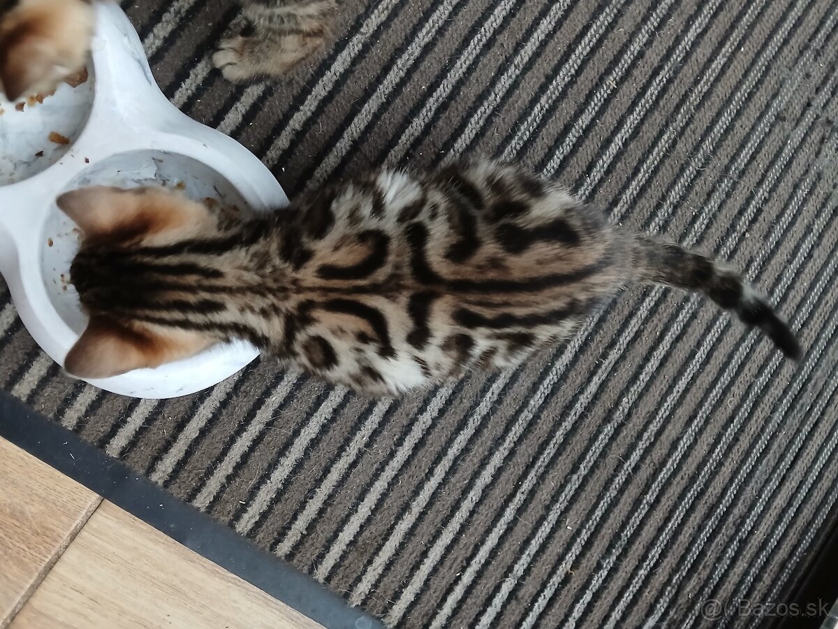 bengal bengalska macka bengalske maciatka - 2