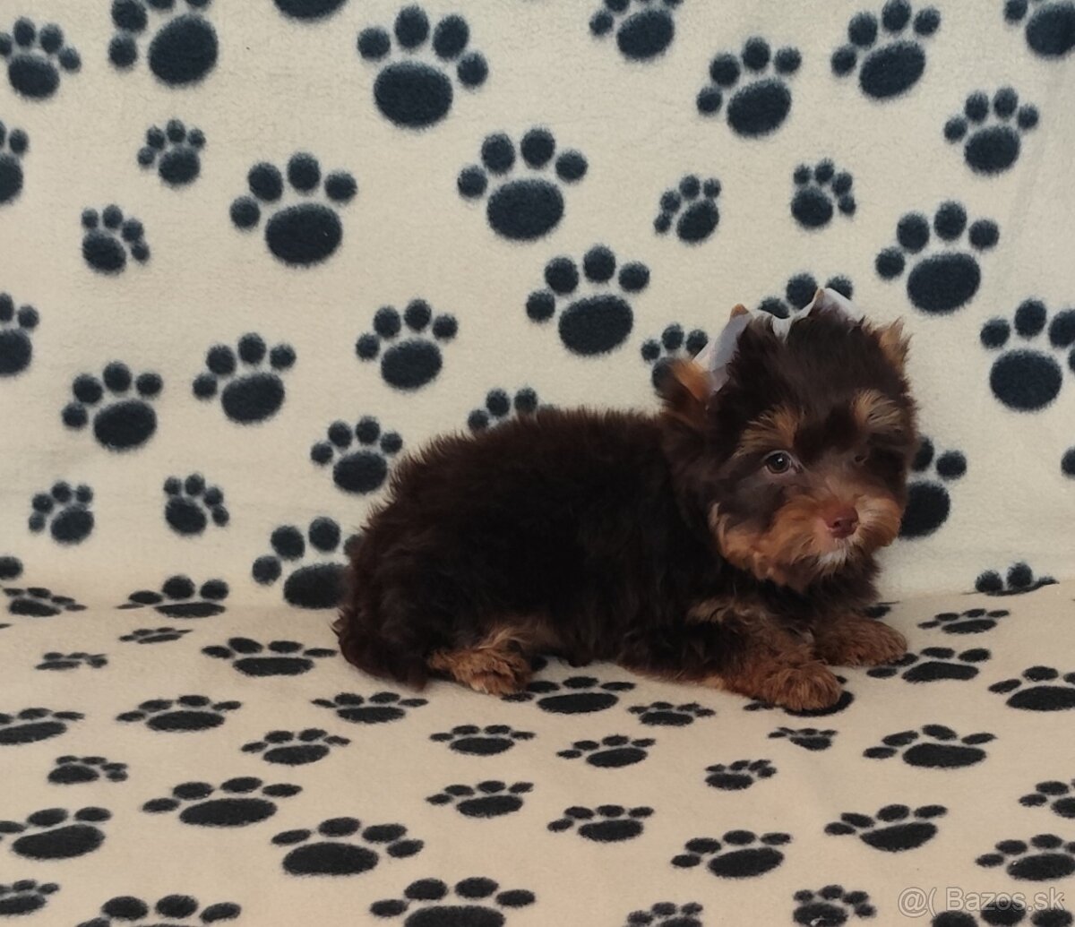 Yorkshire terrier - 2