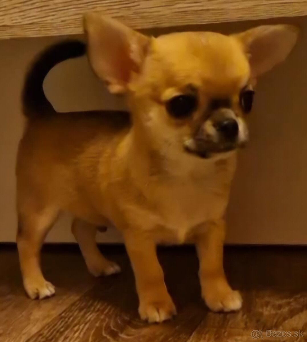 Čivava krátkosrstá s PP - 2