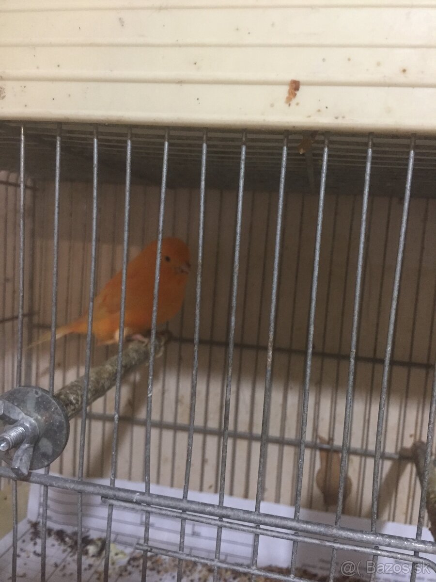 kanáriky - 2