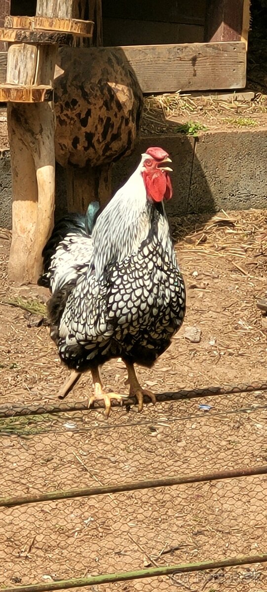 Wyandotka - 2