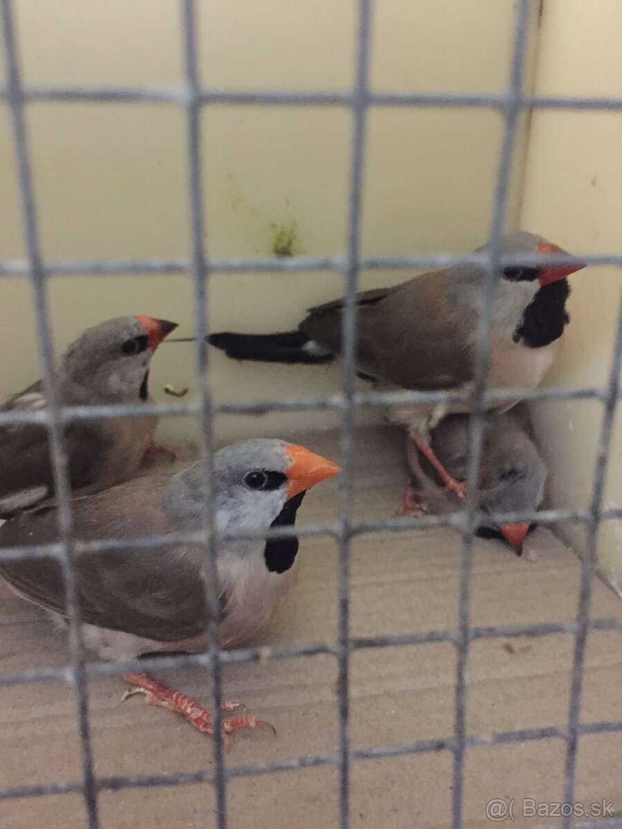 pásovník dlhochvostý - 2