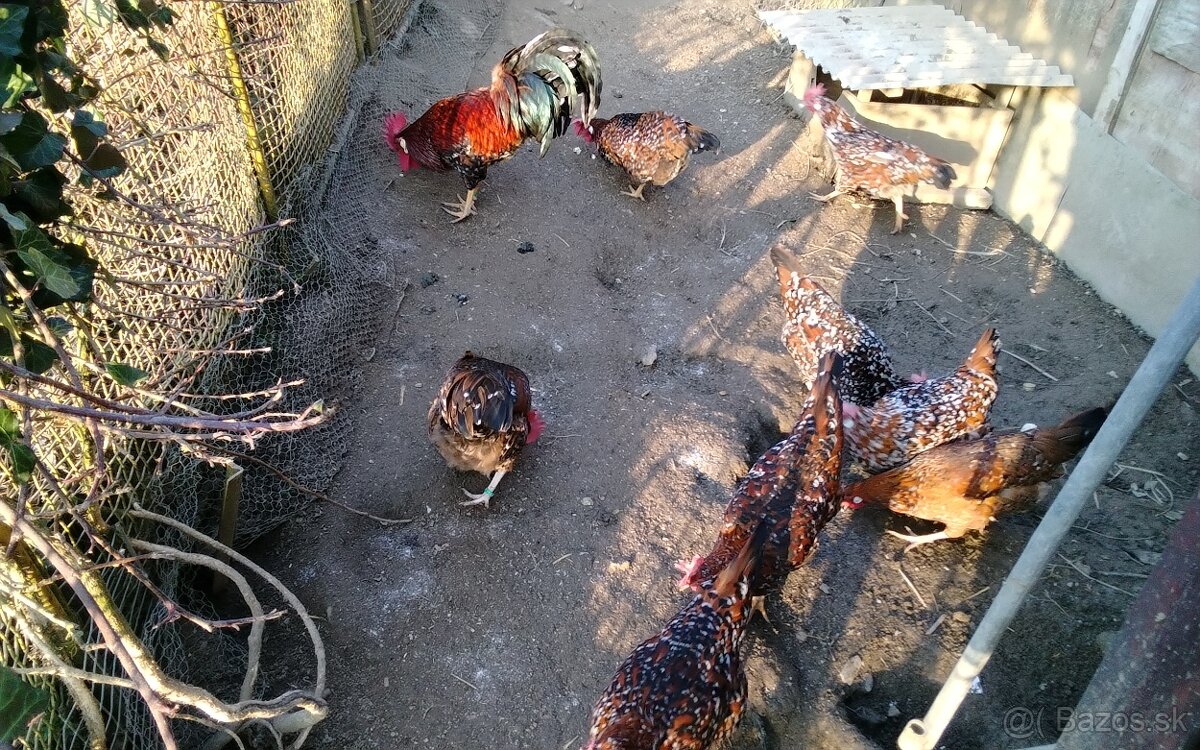 Vlaska porcelanova NV - 2