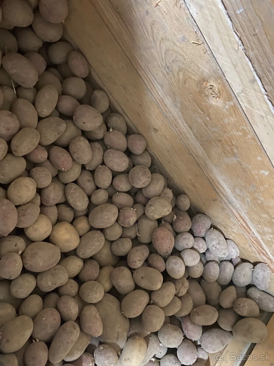 Konzumne zemiaky laura - 2