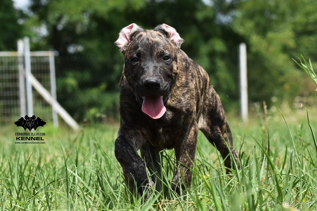 Raritné šteniatko - Uruguajský Cimarron s PP - 2