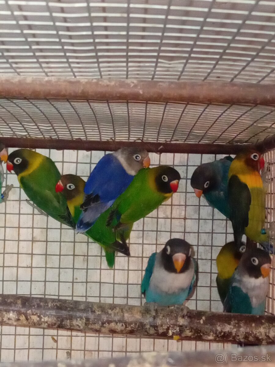 Agapornisy škraboškove - 2