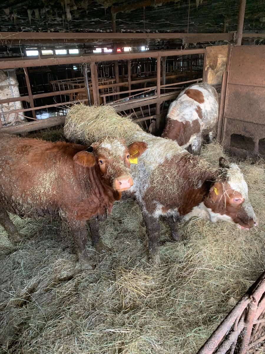 Predám mladý dobytok 8ks - 2
