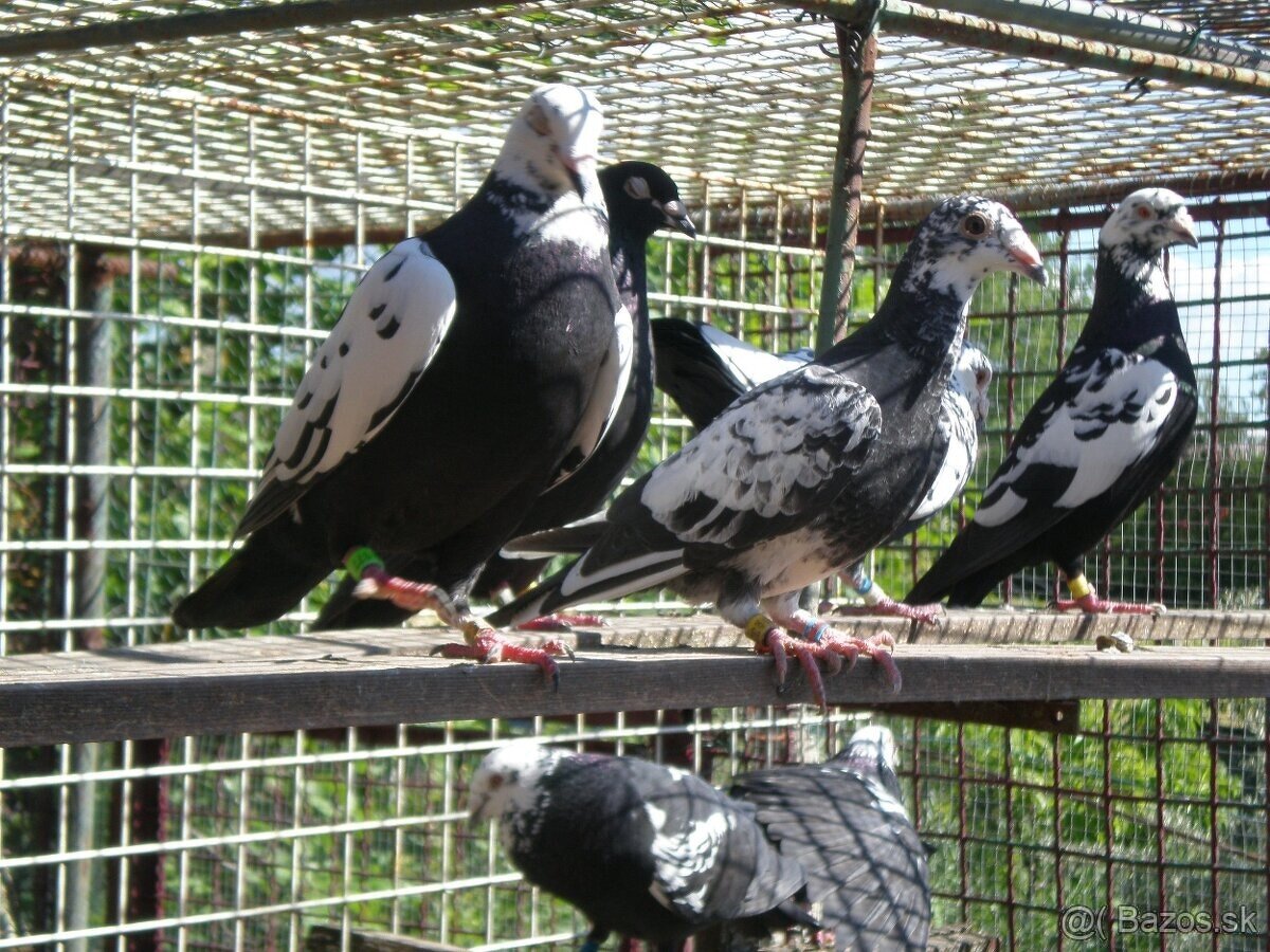 Predám poštové holuby - 2