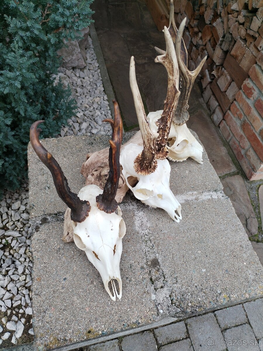 Srnčie trofeje - 2