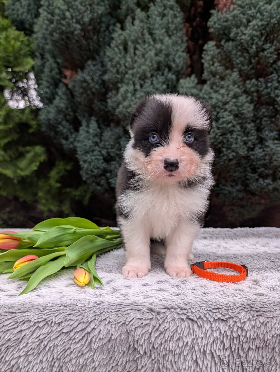 Border kólia s PP - 2