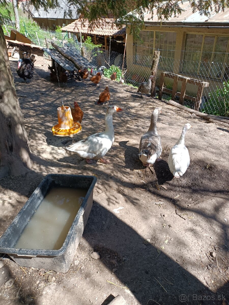 Predám dvoch gunárov a hus - 2