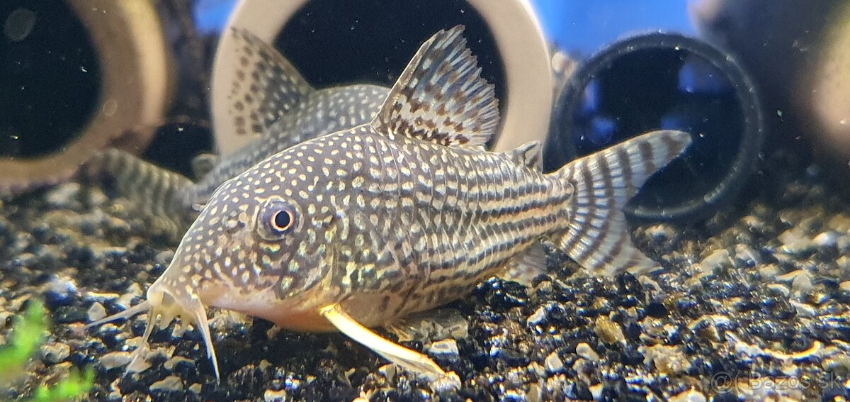 Corydoras sterbai - 2