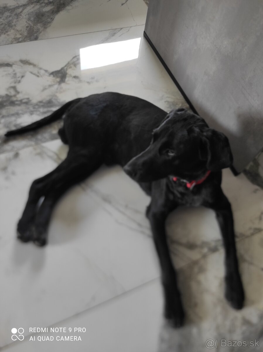 Labrador Števko - 2